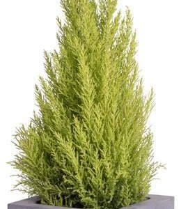 Plantenbak vierkant Elsa grijs 30 cm VTW