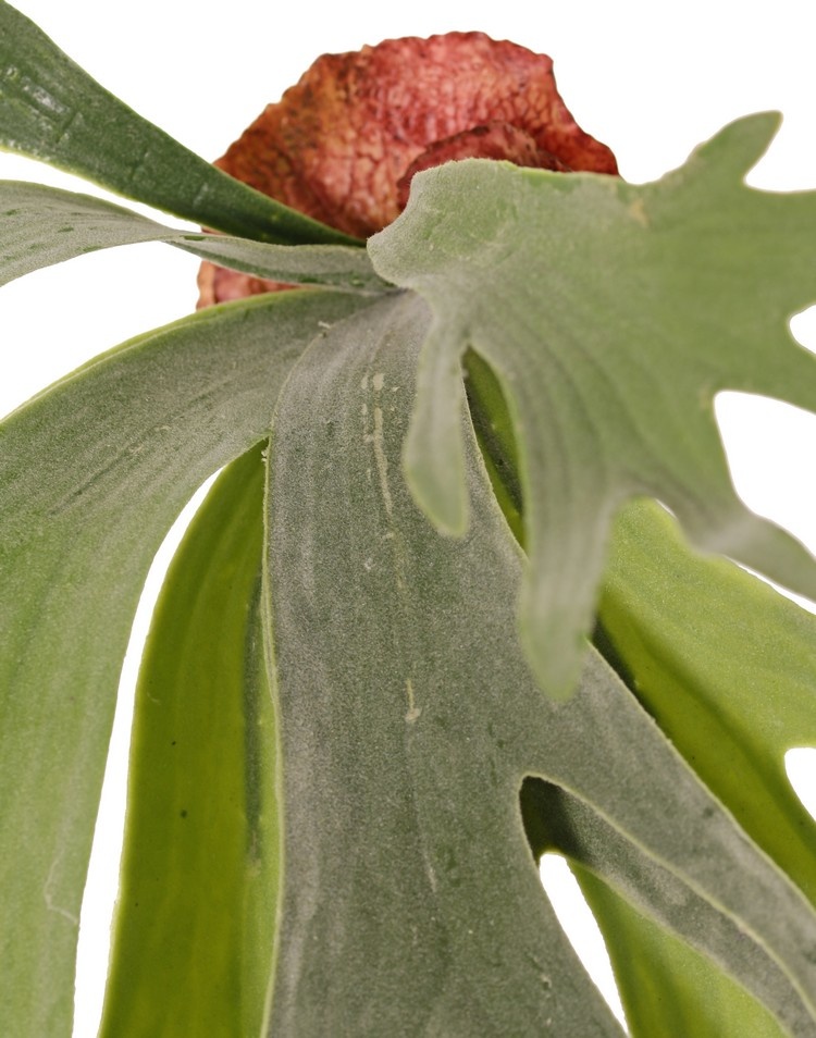 Hertshoorn kunst hang 70 cm - Afbeelding 2