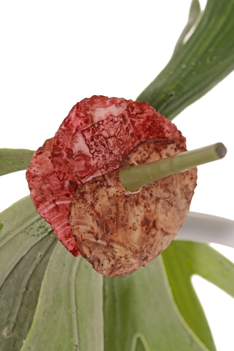 Hertshoorn kunst hang 70 cm - Afbeelding 3