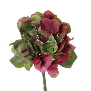 Hortensia bordeaux/groen 33 cm