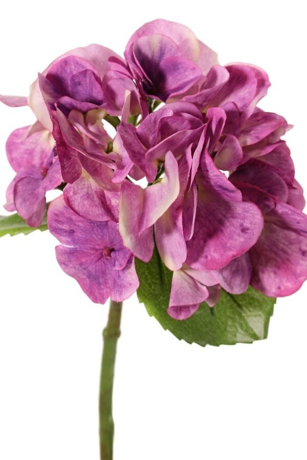 Hortensia paars 33 cm