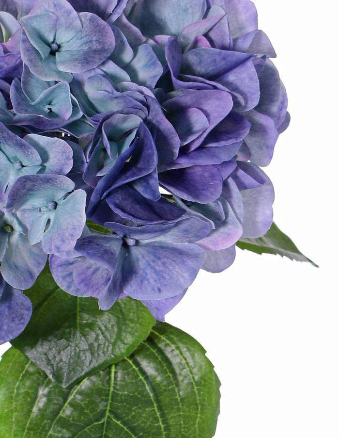 Hortensia blauw 60 cm - Afbeelding 2