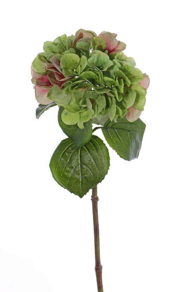 Hortensia groen 60 cm