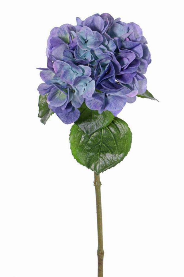 Hortensia blauw 60 cm