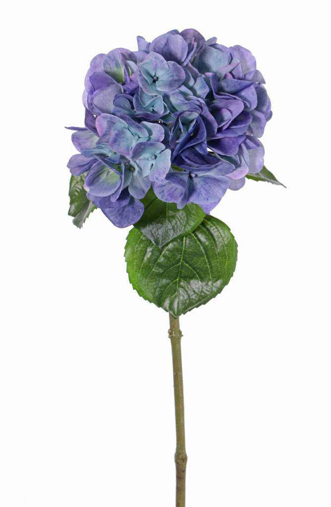 Hortensia blauw 60 cm