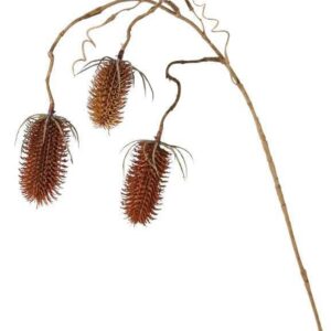 Kaardeboltak dipsacus bruin 3 vertakkingen