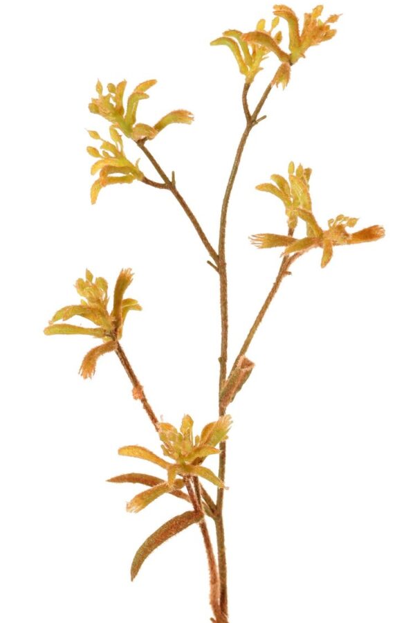 Kangoeroepoot tak geel oranje 76 cm