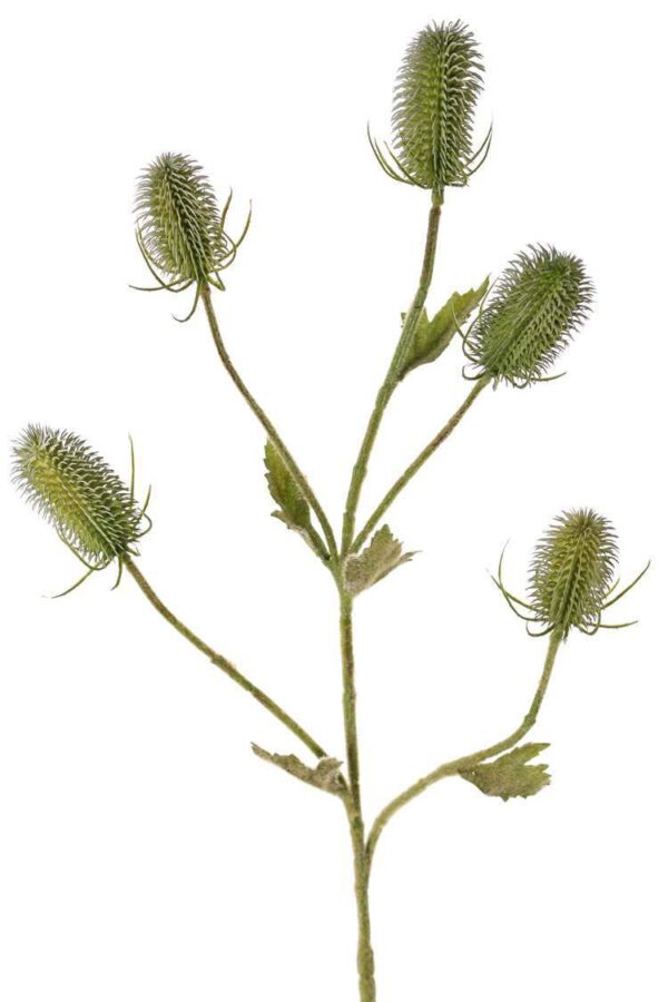 Kaardeboltak dipsacus groen 90 cm