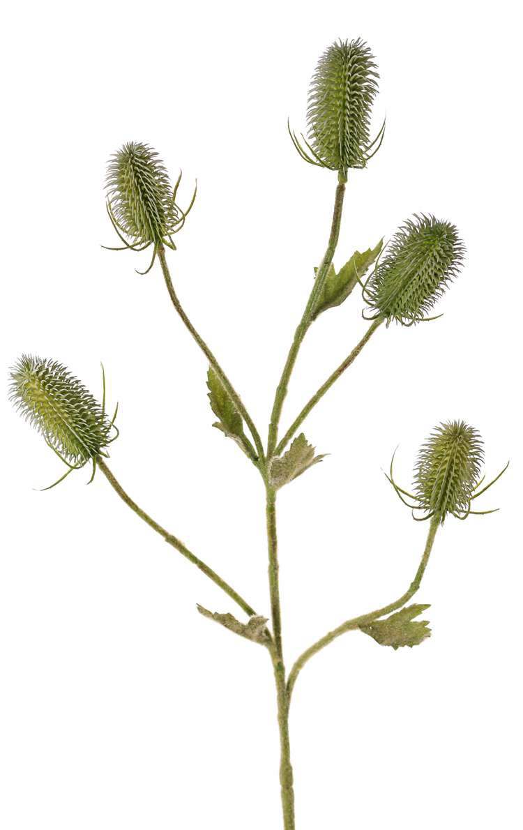 Kaardeboltak dipsacus groen 90 cm
