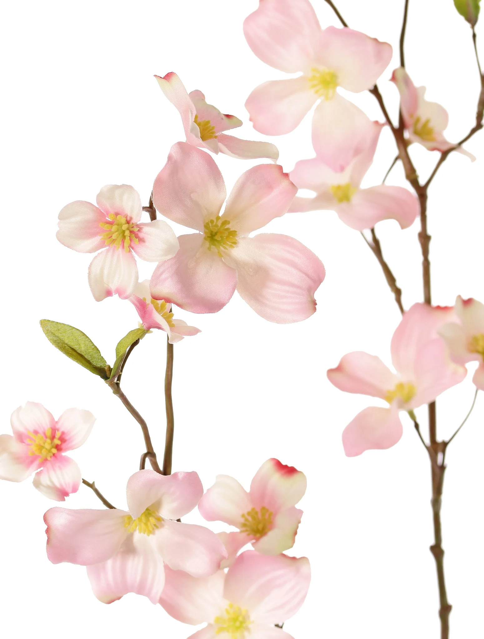 Kornoelje cornus 83 cm - Afbeelding 2