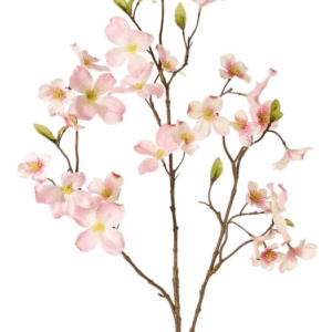 Kornoelje cornus 83 cm