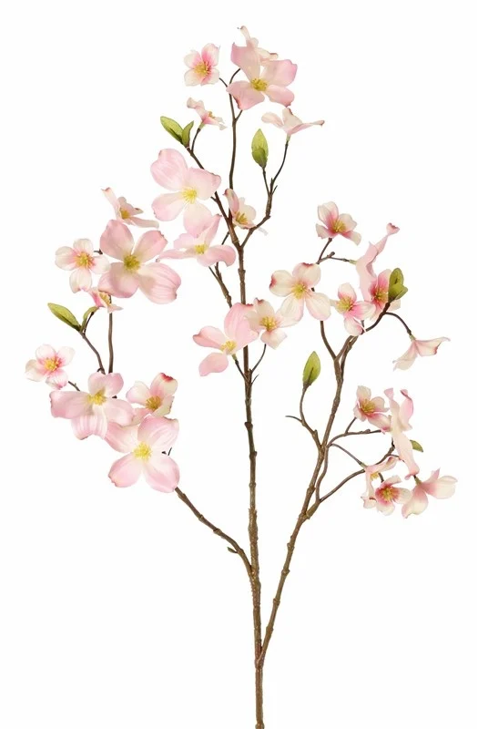 Kornoelje cornus 83 cm