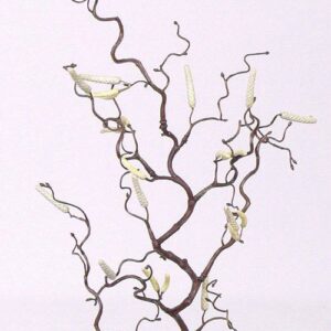 Kronkel hazelaar 66 cm