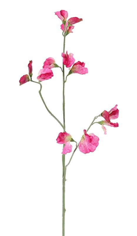 Lathyrus pronkerwt fuchsia roze 64 cm