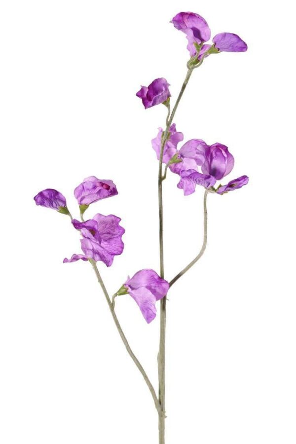 Lathyrus pronkerwt lila paars 64 cm