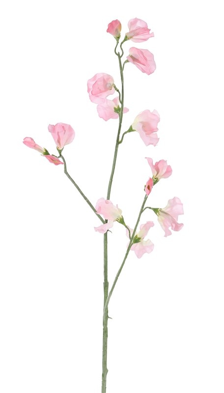 Lathyrus pronkerwt licht roze 64 cm