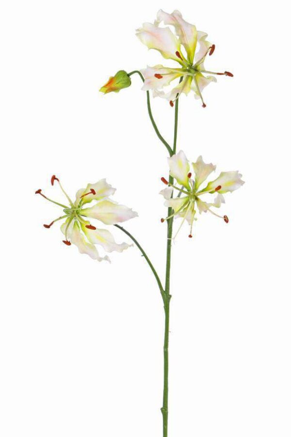 Gloriosa lelie groen wit