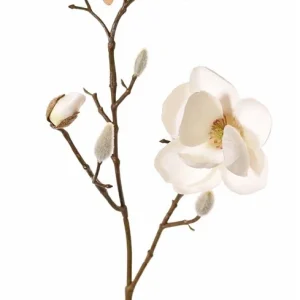 Magnolia wit 53 cm
