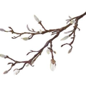 Magnolia tak in de knop 71 cm