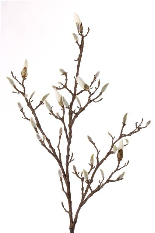 Magnolia tak met open knoppen 104 cm