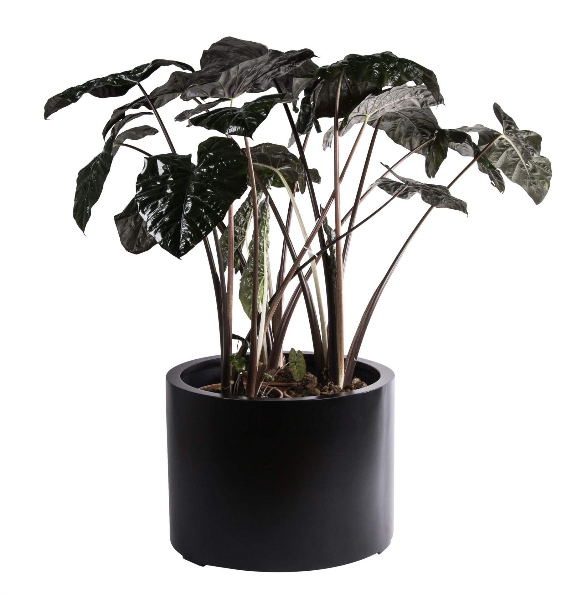 Plantenbak Manilla zwart doorsnede 85 cm VTW