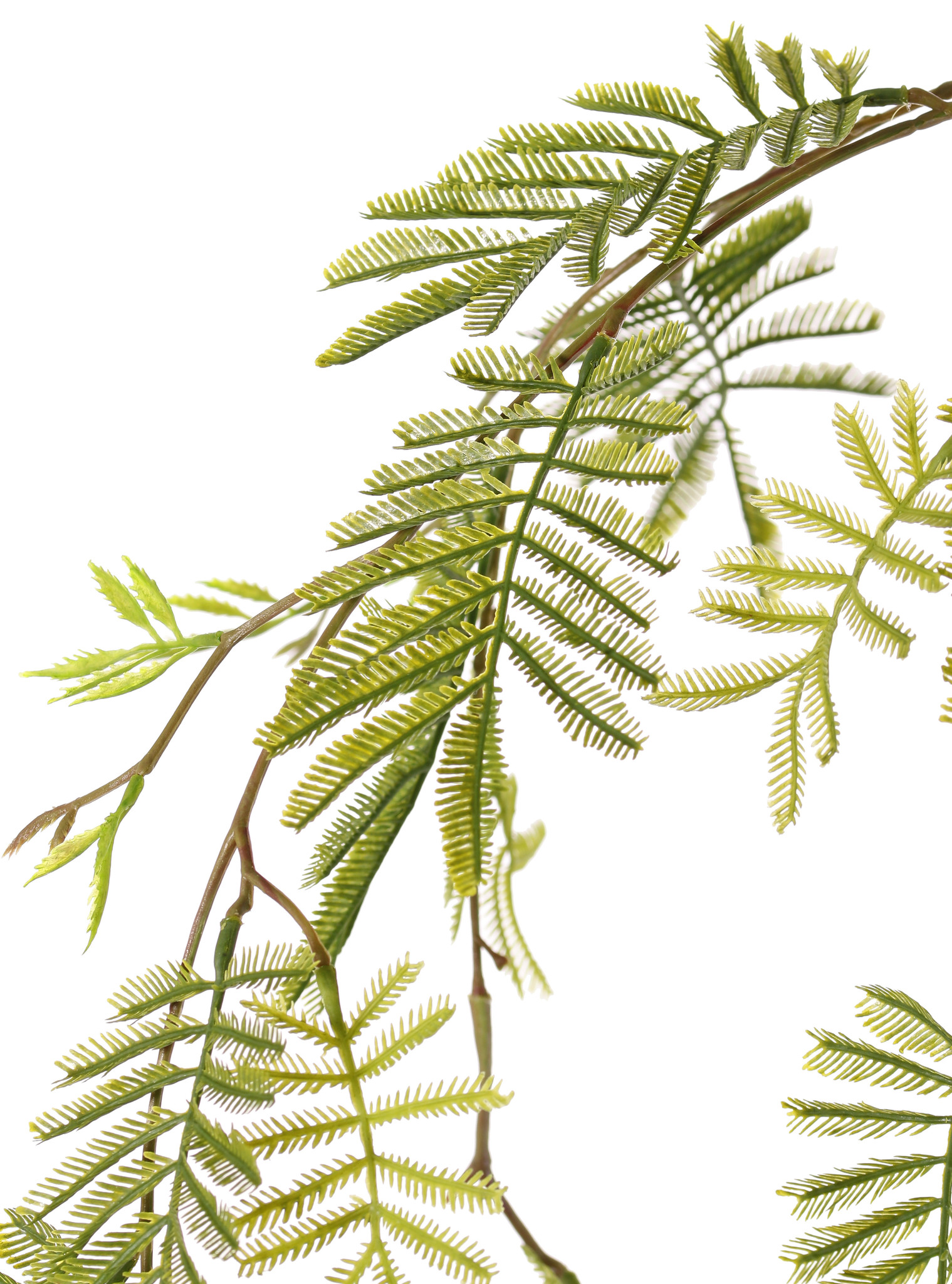 Mimosa groene bladtak 110 cm - Afbeelding 2