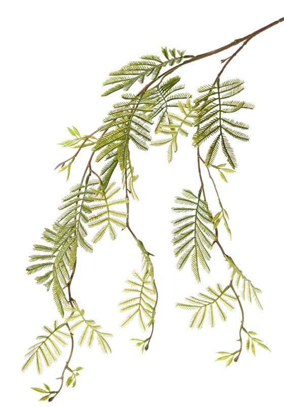 Mimosa groene bladtak 110 cm