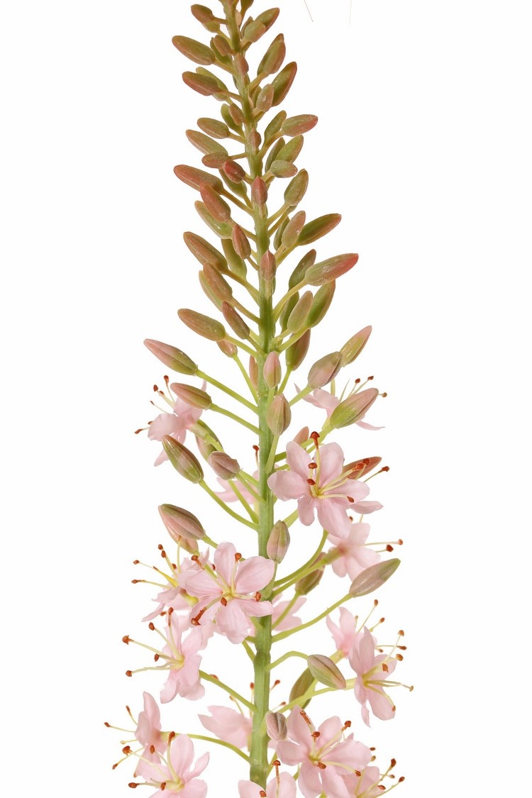 Naald van Cleopatra Eremurus roze 106 cm - Afbeelding 2