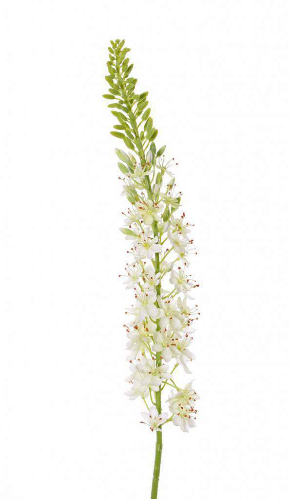 Naald van Cleopatra eremurus steel wit 106 cm