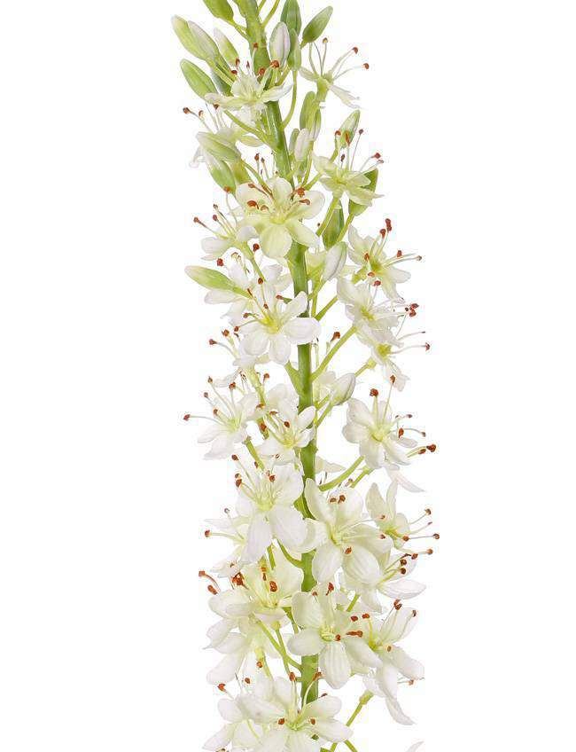 Naald van Cleopatra eremurus steel wit 106 cm - Afbeelding 2