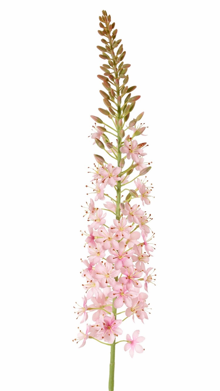 Naald van Cleopatra Eremurus roze 106 cm