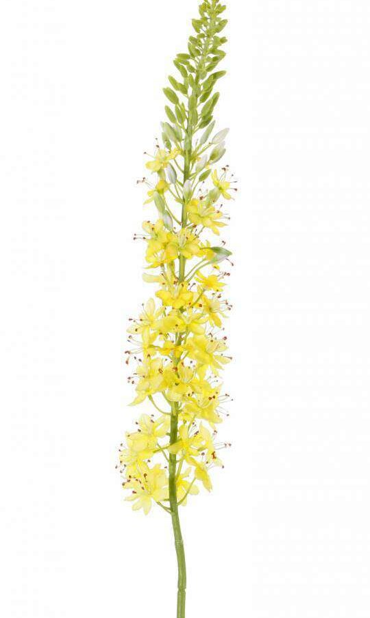 Naald van cleopatra Eremurus geel 106 cm