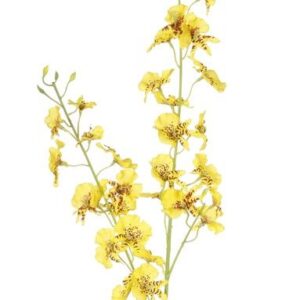 Orchidee geel tijgerorchidee 87 cm