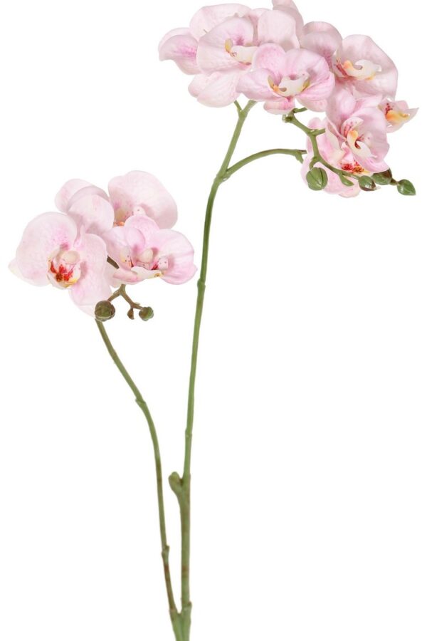 Phalaenopsis vlinderorchidee mini roze 63 cm
