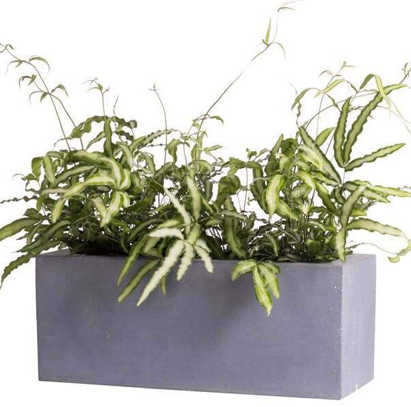 Plantenbak Victoria grijs breedte 50 cm VTW set van 2 stuks