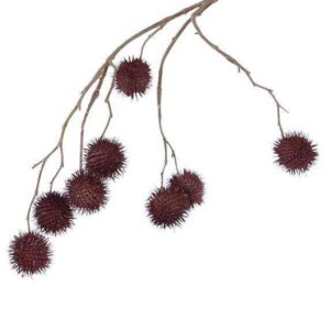 Platanusspray platanus donker rood