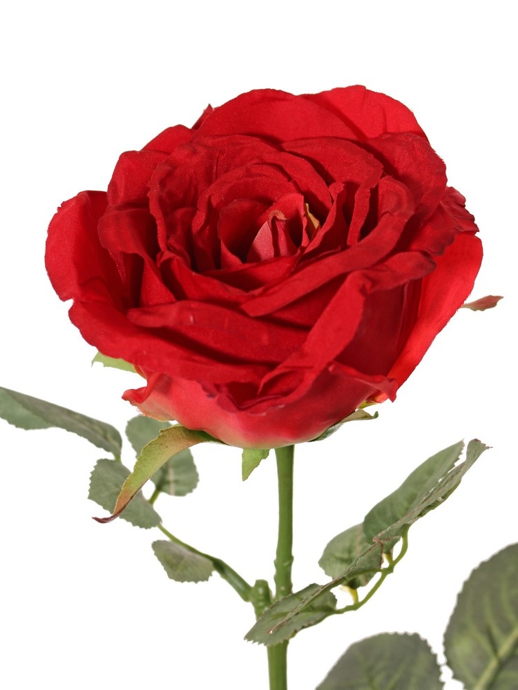 Roos rood Nova H75 cm - Afbeelding 3