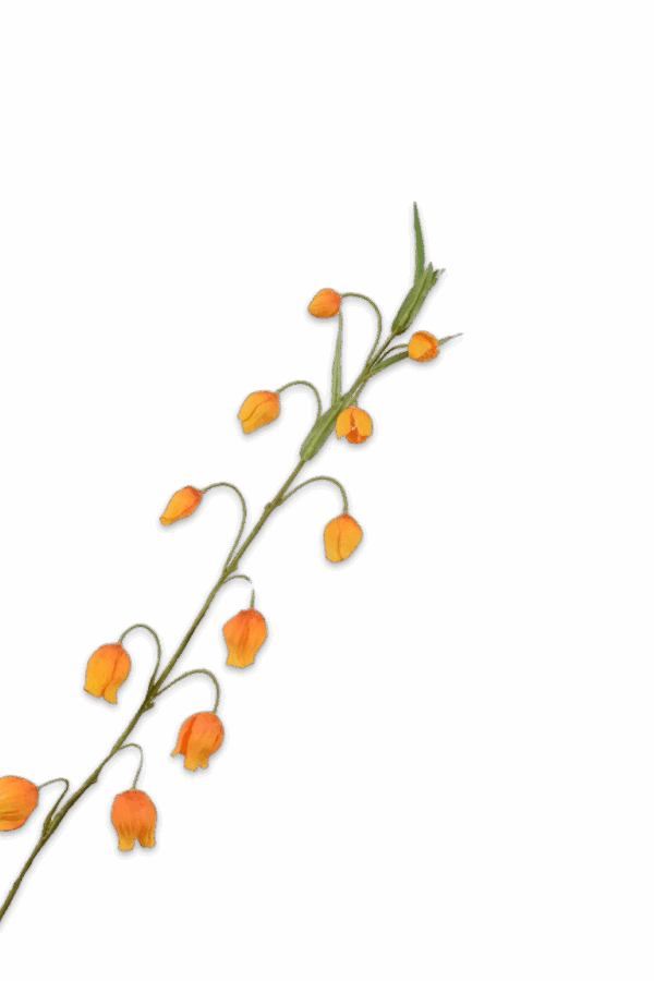 Sandersonia oranje  85 cm Silk-ka