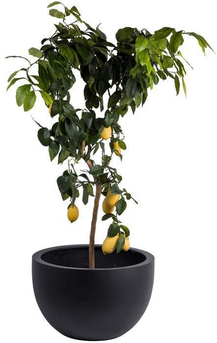 Bloempot schaal Louise zwart doorsnede 60 cm VTW - Afbeelding 2