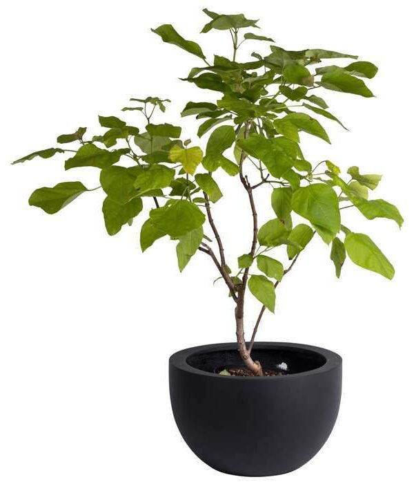 Bloempot schaal Louise zwart doorsnede 45 cm VTW