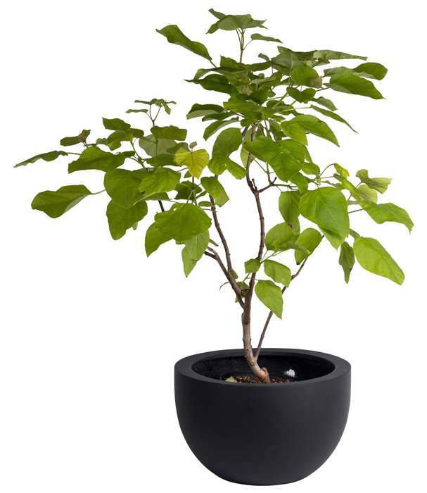 Bloempot schaal Louise zwart doorsnede 45 cm VTW