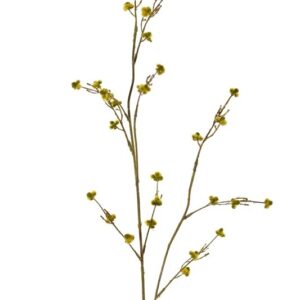 Stirlingia latifolie geel 83 cm