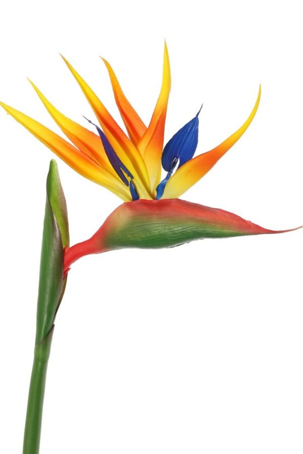 Strelitzia paradijsvogelbloem oranje
