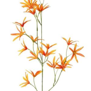 Tweedia oranje 73 cm