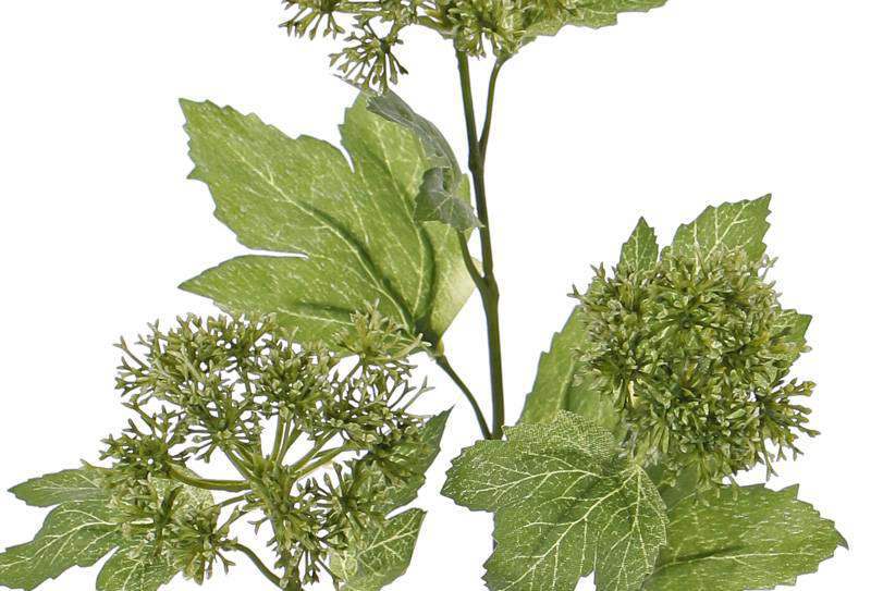 Viburnum sneeuwbal groen - Afbeelding 2