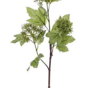 Viburnum sneeuwbal groen