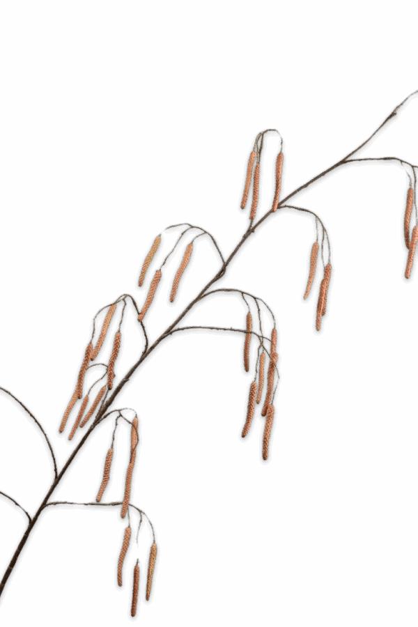 Hazelaar tak bruin 172 cm Silk-ka