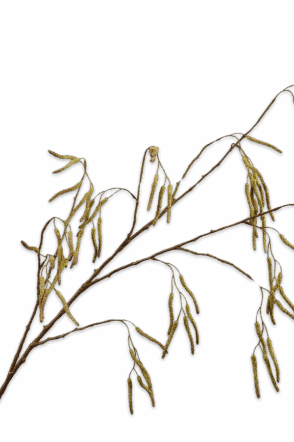 Wilgentak groen -H121 cm